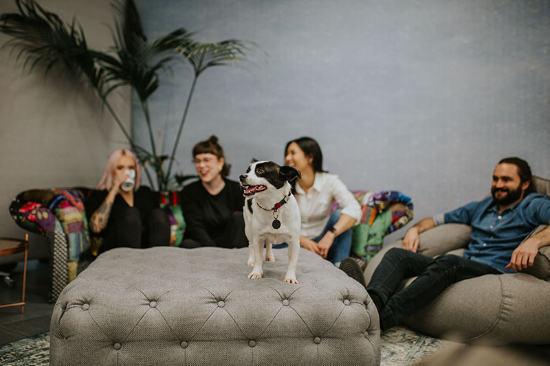 The office dog on a footrest while happy employees rest in the background.