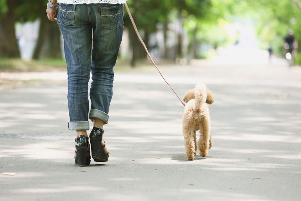 person walking dog
