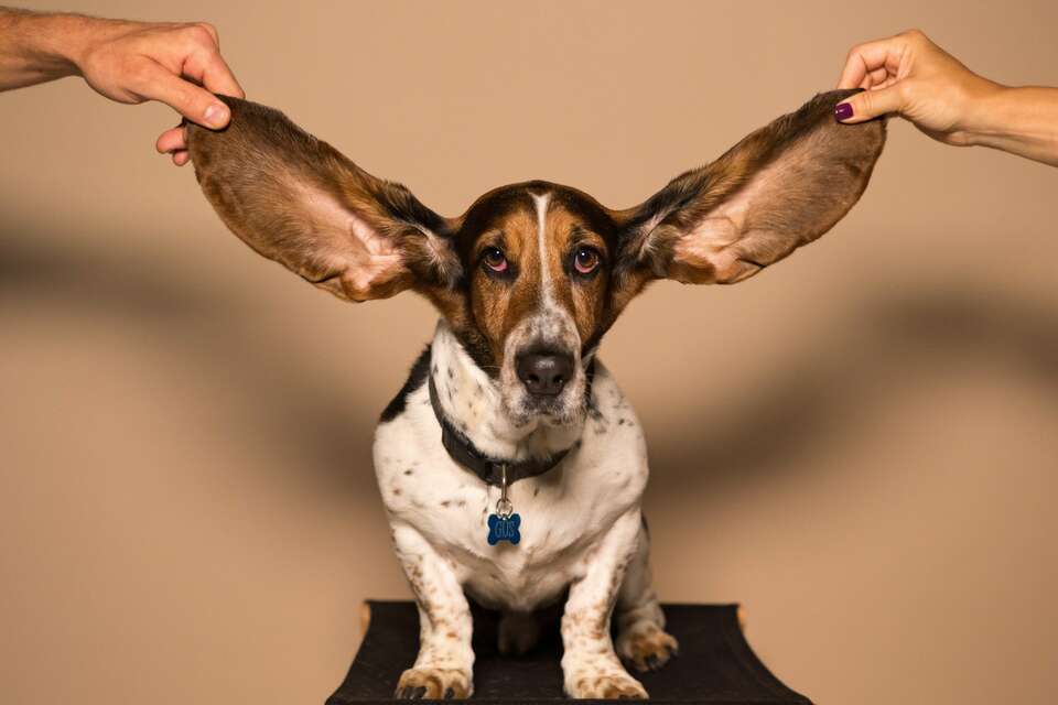 ears listening